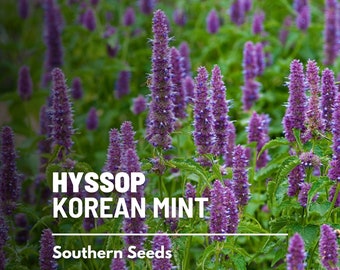 Korean Mint (Giant Purple Hyssop) - 50 Seeds - Heirloom Flower - Culinary & Medicinal Herb (Agastache rugosa)