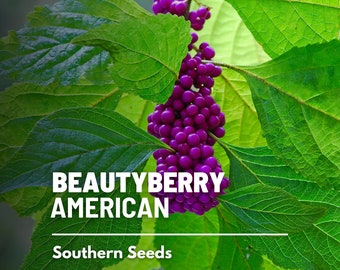 Beautyberry, American - 30 Seeds - Heirloom Fruit - Open Pollinated - Non-GMO (Callicarpa americana)