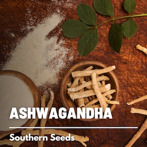 Ashwagandha (Indian Ginseng) - 30 Seeds - Heirloom Medicinal Herb - Apoptogenic (Withania somnifera)