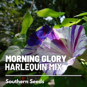 May include: A close-up of a Morning Glory Harlequin Mix flower. The flower is white with purple and pink stripes. The text "Morning Glory Harlequin Mix" and "Southern Seeds" is visible.