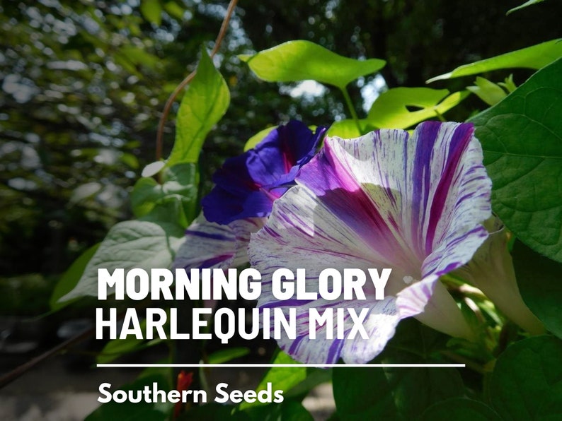 May include: A close-up of a Morning Glory Harlequin Mix flower. The flower is white with purple and pink stripes. The text "Morning Glory Harlequin Mix" and "Southern Seeds" is visible.