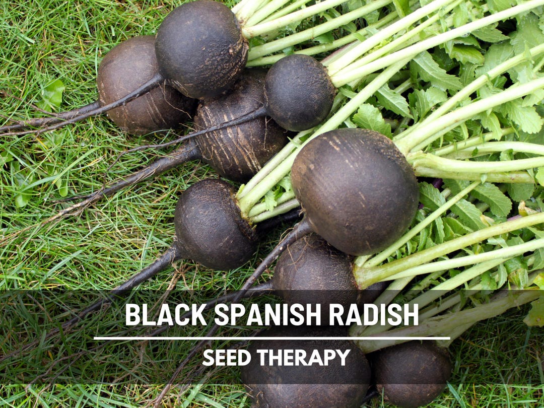Black Spanish Radish Seeds – Heirloom Vegetable, Bold Black Skin, Crisp ...