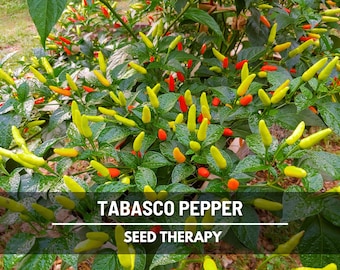 Pepper, Tabasco - 50 Seeds - Heirloom Vegetable - Non-GMO - Very Spicy - Ideal for Making Tabasco Sauce (Capsicum frutescens)