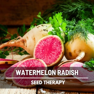 Watermelon Radish Seeds – Heirloom Vegetable, Unique Watermelon Look, Mild and Sweet, Easy to Grow, Salad Favorite | 100 Seeds