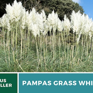 Pampas Grass, White 100 Seeds Heirloom Ornamental Grass Elegant and Airy White Plumes Cortaderia selloana image 5