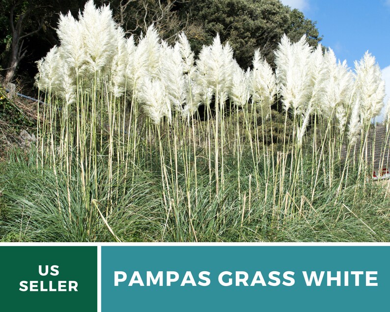 Pampas Grass, White 100 Seeds Heirloom Ornamental Grass Elegant and Airy White Plumes Cortaderia selloana image 5