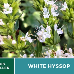 Hyssop, White Albus 50 Seeds Heirloom Herb Delicate White Flowers Hyssopus officinalis image 4