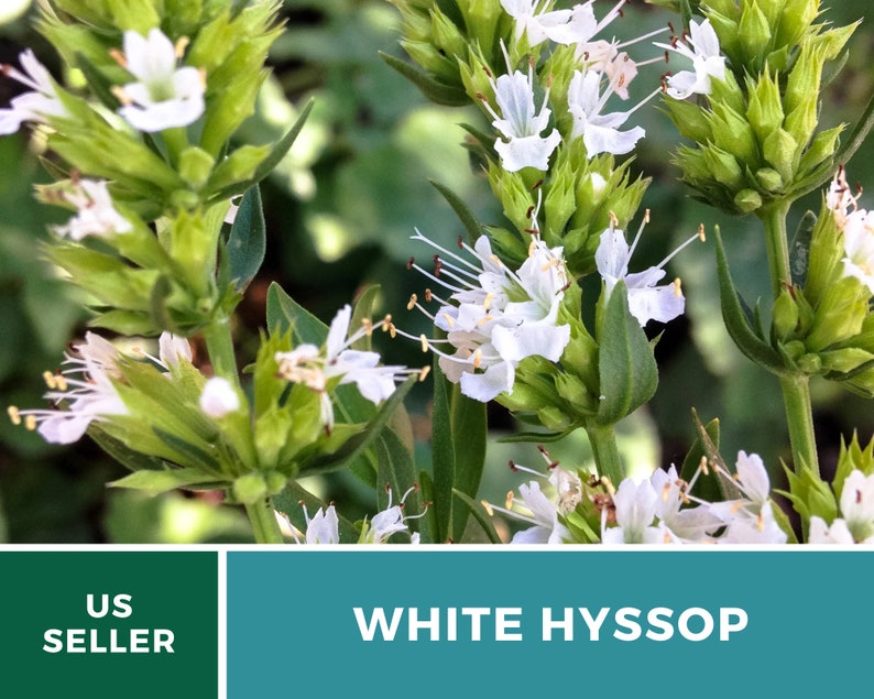 Hyssop, White Albus 50 Seeds Heirloom Herb Delicate White Flowers Hyssopus officinalis image 4