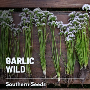 Garlic, Wild 25 Seeds Heirloom Vegetable Wild and Robust Flavor Allium canadense image 1
