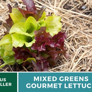 May include: A vibrant mix of gourmet lettuce, featuring shades of green and deep red leaves. The image displays a fresh, healthy bunch of mixed greens, with the text "MIXED GREENS GOURMET LETTUCE". The background is a bed of straw.