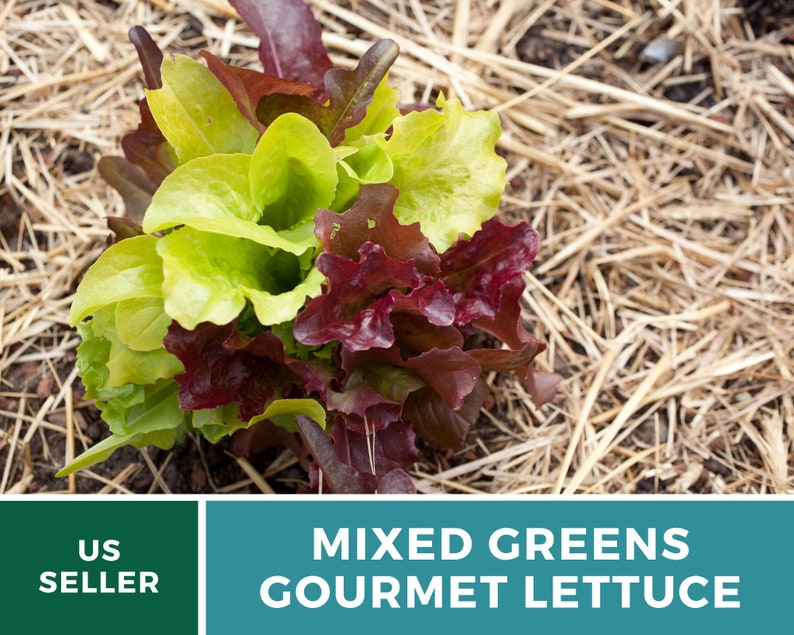 May include: A vibrant mix of gourmet lettuce, featuring shades of green and deep red leaves. The image displays a fresh, healthy bunch of mixed greens, with the text "MIXED GREENS GOURMET LETTUCE". The background is a bed of straw.