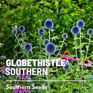 Puede incluir: Primer plano de un campo de cardos azules en forma de globo con equin&aacute;ceas moradas en primer plano. El texto "GLOBETHISTLE SOUTHERN" est&aacute; superpuesto a la imagen. El texto "Southern Seeds" est&aacute; en la parte inferior de la imagen.