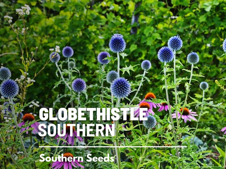 Puede incluir: Primer plano de un campo de cardos azules en forma de globo con equin&aacute;ceas moradas en primer plano. El texto "GLOBETHISTLE SOUTHERN" est&aacute; superpuesto a la imagen. El texto "Southern Seeds" est&aacute; en la parte inferior de la imagen.