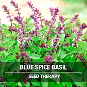 Blue Spice Basil Seeds – Heirloom Medicinal and Culinary Herb, Rare Spice-Scented, Perfect for Teas, Desserts and Garnish | 100 Seeds