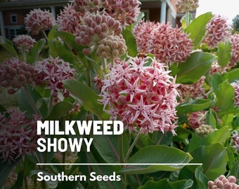 Milkweed, Showy - 50 Seeds - Heirloom Flower -Attracts Butterflies and Bees (Asclepias speciosa)