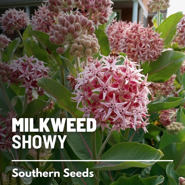 Milkweed, Showy - 50 Seeds - Heirloom Flower -Attracts Butterflies and Bees (Asclepias speciosa)