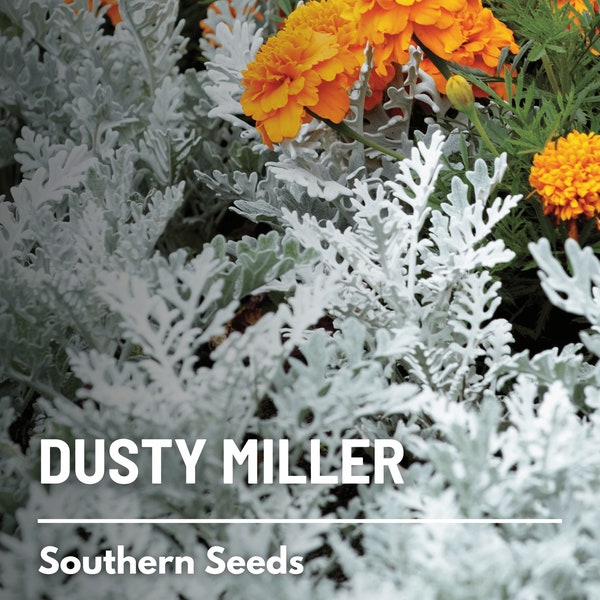 Dusty Miller - 200 Seeds - Heirloom Plant - Timeless Gardening Favorite (Cineraria Maritima)