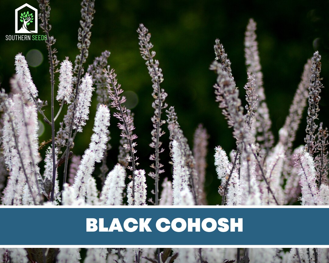 Black Cohosh bugbane 25 Seeds Medicinal Rewarding to Etsy