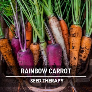 Rainbow Blend Carrot Seeds – Heirloom, Open Pollinated Multicolor Carrots for Gardens, Non‑GMO | 100 Seeds