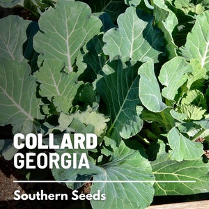 Collard Greens, Georgia - 100 Seeds - Heirloom Vegetable - Open Pollinated - Non-GMO (Brassica oleracea)