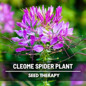 Cleome Flower (Spider Plant) Seeds – Heirloom Flower, Mixed Color & Unique Spidery Blooms, Easy to Grow | 50 Seeds