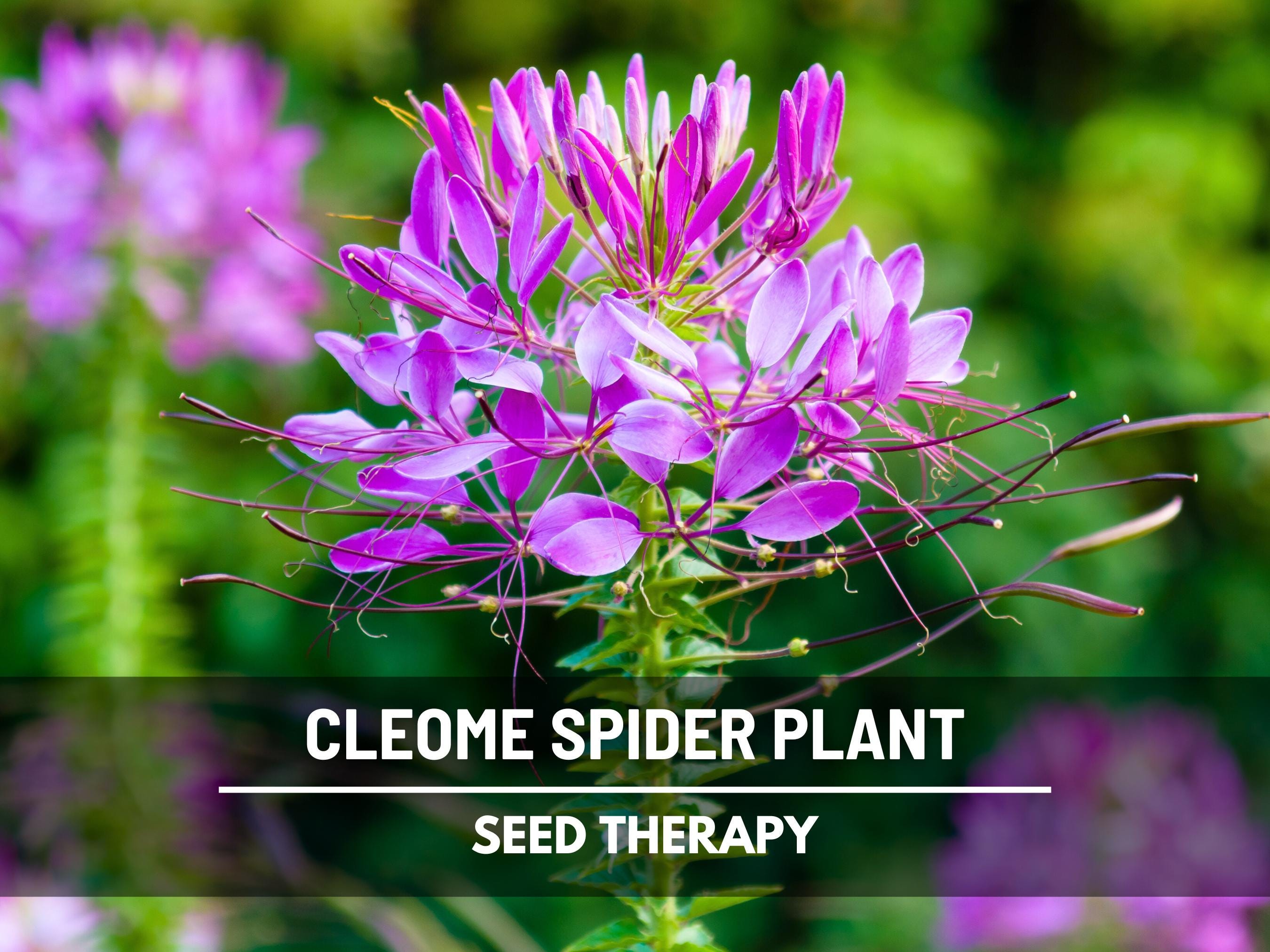 Cleome Flower (spider Plant) Seeds  Heirloom Flower, Mixed Color & Unique  Spidery Blooms, Easy to Grow | 50 Seeds - Etsy