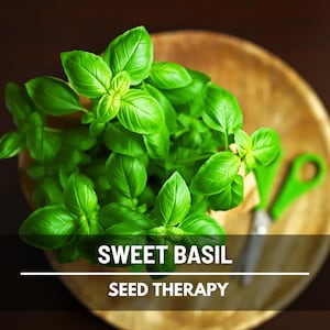 Sweet Basil Seeds – Heirloom, Essential Kitchen Herb, Classic Sweet Basil, Easy to Grow, Perfect for Culinary Use | 250 Seeds