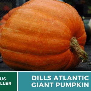 Pumpkin, Dill's Atlantic Giant 5 Seeds Heirloom Vegetable Enormous Size Open Pollinated Non-GMO Cucurbita maxima image 3