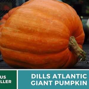 May include: A large, bright orange pumpkin with a slightly bumpy texture. The pumpkin is sitting on a wooden surface. The text "DILLS ATLANTIC GIANT PUMPKIN" is displayed below the pumpkin.