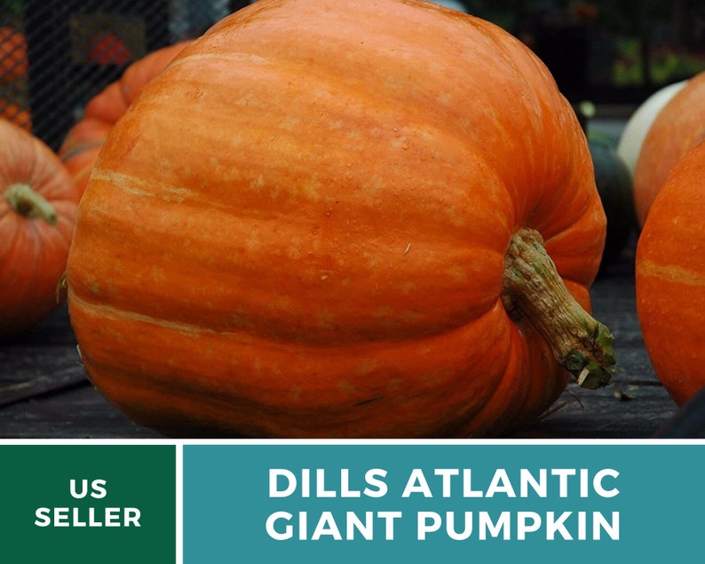May include: A large, bright orange pumpkin with a slightly bumpy texture. The pumpkin is sitting on a wooden surface. The text "DILLS ATLANTIC GIANT PUMPKIN" is displayed below the pumpkin.
