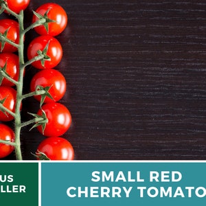 May include: A vine of small, round, bright red cherry tomatoes with green stems and leaves. The text at the bottom of the image reads US SELLER and SMALL RED CHERRY TOMATO. The tomatoes are arranged in a vertical line on the left side of the frame.