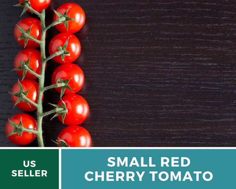 May include: A vine of small, round, bright red cherry tomatoes with green stems and leaves. The text at the bottom of the image reads US SELLER and SMALL RED CHERRY TOMATO. The tomatoes are arranged in a vertical line on the left side of the frame.