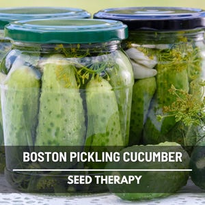 Boston Pickling Cucumber Seeds – Heirloom, Open Pollinated & Non-GMO, Classic Pickling Variety, Productive Garden Favorite | 30 Seeds