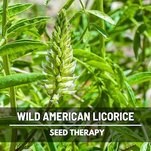 Flowering Wild American Licorice branch with small pale blooms – Seed Therapy