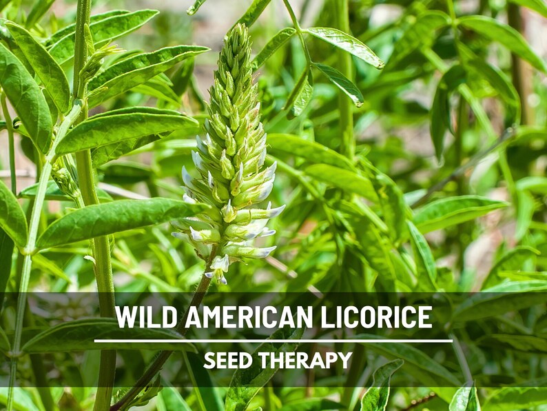 Flowering Wild American Licorice branch with small pale blooms – Seed Therapy