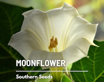 Moonflower - 25 Seeds - Heirloom Vine - Fragrant White Blooms and Night-Blooming  (Ipomoea alba)