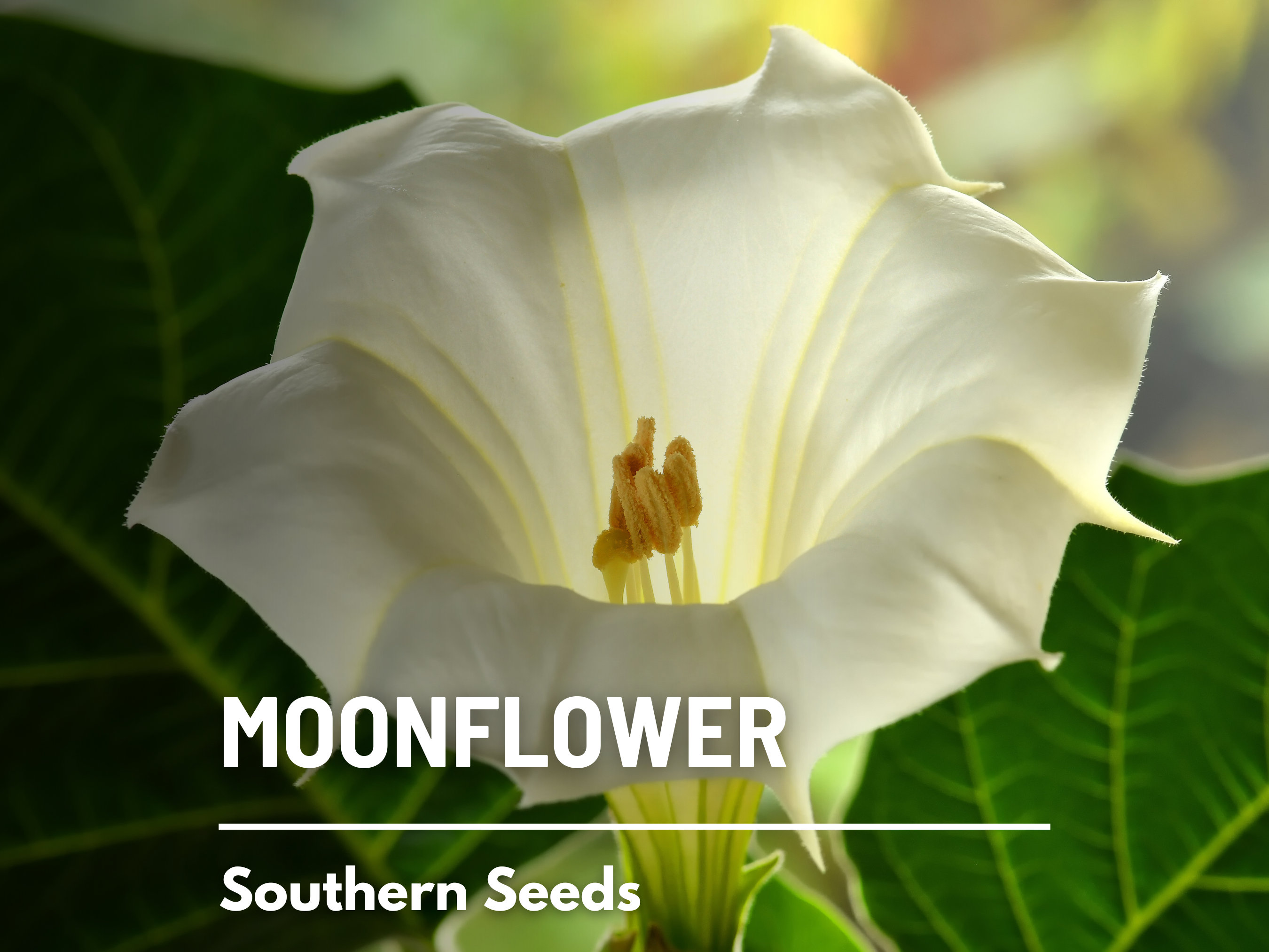 100 Semi Di Narcisi Doppi Petali - Fiori Da Giardino O Bonsai, Non Bulbi - Foto 3