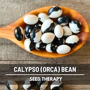 May include: A wooden spoon filled with Calypso (Orca) beans, featuring a striking black and white pattern. The beans are displayed on a wooden surface, with the text "CALYPSO (ORCA) BEAN" and "SEED THERAPY" below.