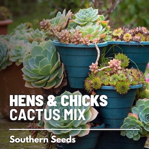 Hens & Chicks, Cactus Mix - 30 Seeds - Heirloom Succulent - Drought-Tolerant Plant (Sempervivum spp.)
