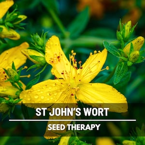 St. John’s Wort Seeds – Heirloom Medicinal Herb, Yellow Flowers, Herbal Remedy, Non-GMO, Garden Gift | 100 Seeds image 4