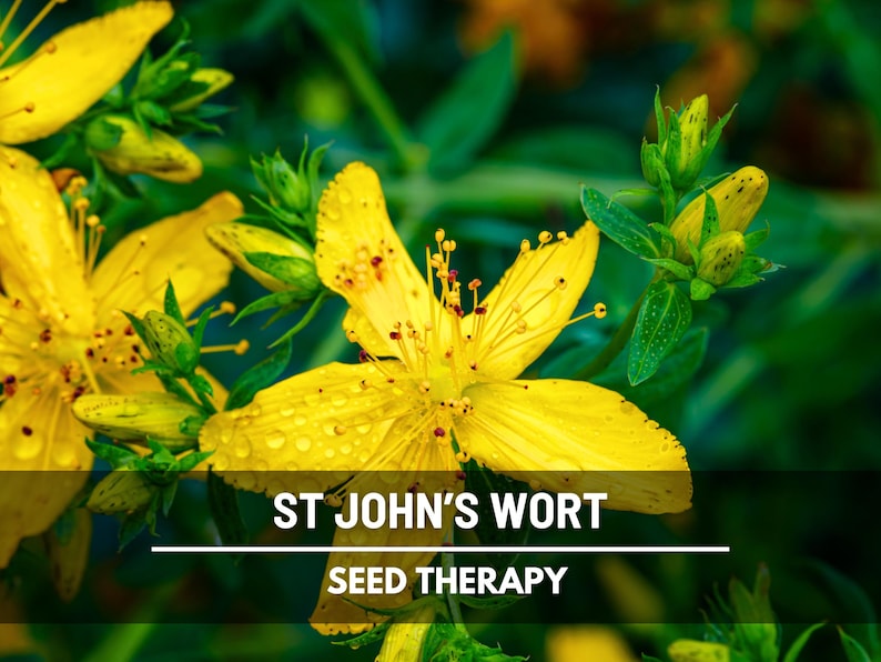St. John’s Wort Seeds – Heirloom Medicinal Herb, Yellow Flowers, Herbal Remedy, Non-GMO, Garden Gift | 100 Seeds image 4