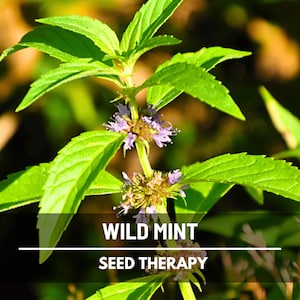 May include: Close-up of wild mint plant with vibrant green leaves and small purple flowers. The image features the text "WILD MINT" and "SEED THERAPY" in white font, set against a blurred natural background.