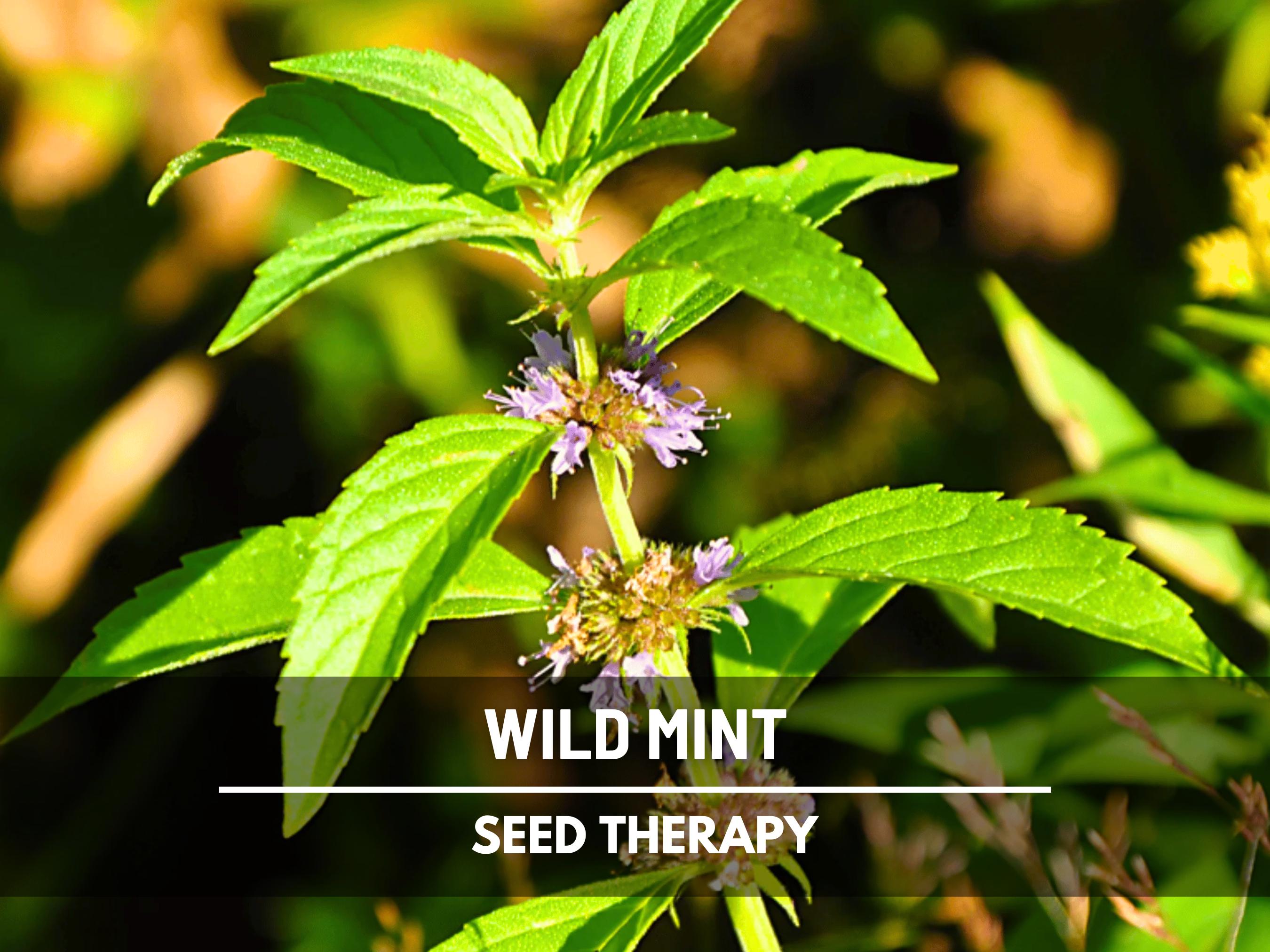 wholesale terrarium plants SALE