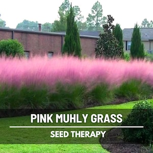 May include: A vibrant landscape featuring a large bed of pink muhly grass, with a soft, cloud-like appearance. The grass is set against a backdrop of green shrubs, a brick building, and trees. The text "PINK MUHLY GRASS" and "SEED THERAPY" is visible.
