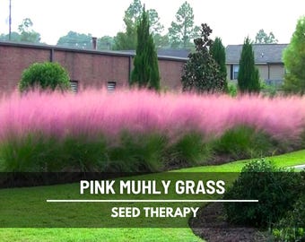 Pink Muhly Grass Seeds – Heirloom Ornamental, Drought Resistant & Easy to Grow, Landscaping Perennial Muhlenbergia capillaris | 30 Seeds