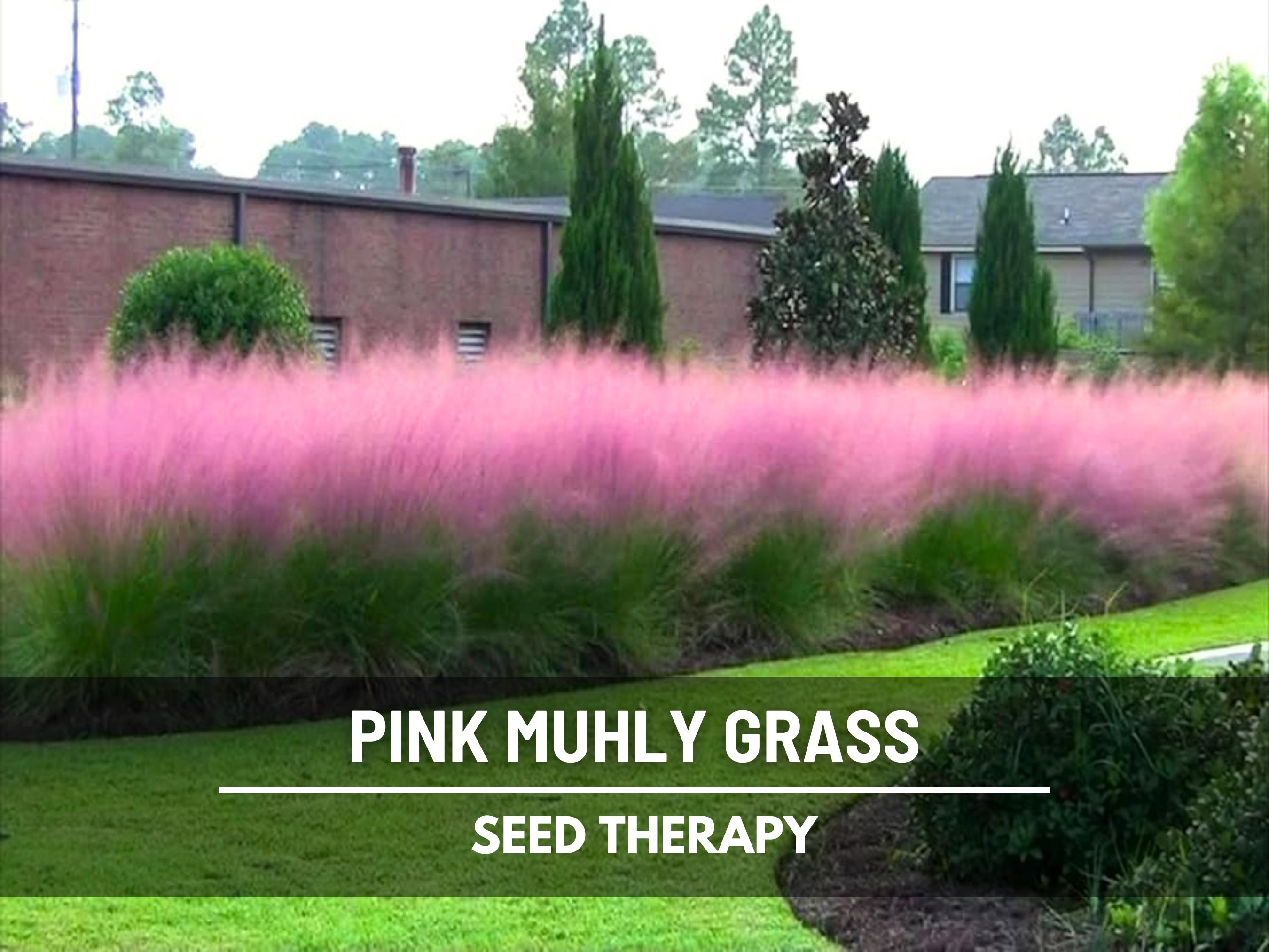 Pink Muhly Grass Seeds – Heirloom Ornamental, Drought Resistant & Easy to Grow, Landscaping Perennial Muhlenbergia capillaris | 30 Seeds