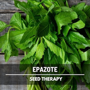 Epazote Seeds - Heirloom Mexican Herb, Strong Flavor, Culinary Use (25 Seeds) image 1