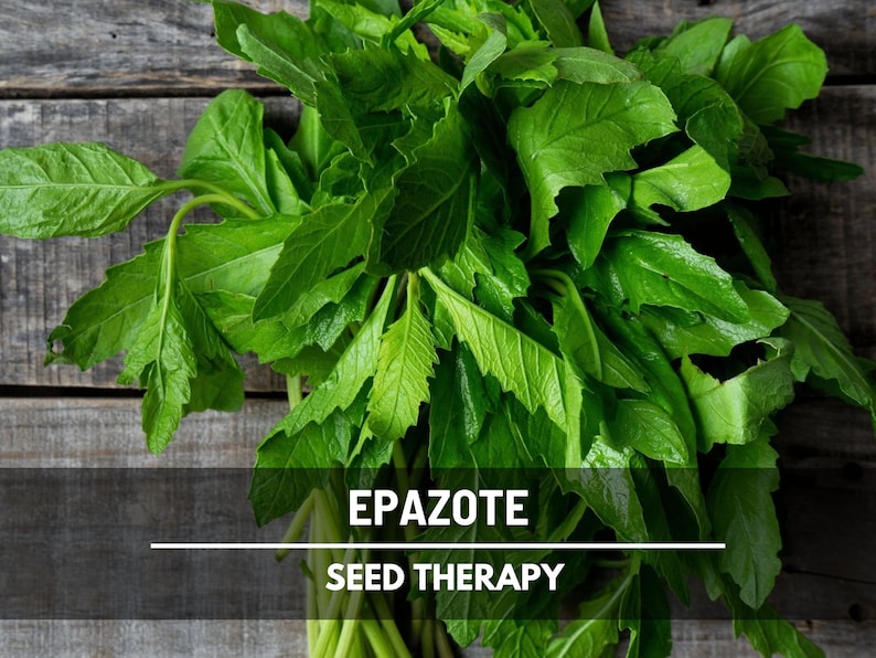 Epazote Seeds - Heirloom Mexican Herb, Strong Flavor, Culinary Use (25 Seeds) image 1