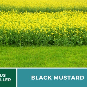 Op de afbeelding: Een veld met gele zwarte mosterd bloemen met groene bladeren. De bloemen staan in volle bloei en het veld is weelderig en groen. De tekst "US SELLER" en "BLACK MUSTARD" is zichtbaar onderaan de afbeelding.