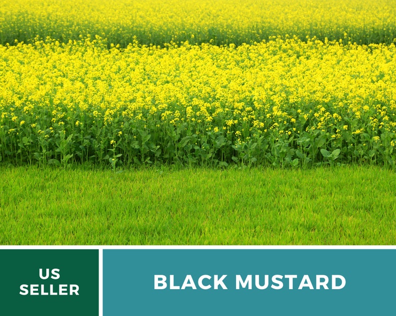 Op de afbeelding: Een veld met gele zwarte mosterd bloemen met groene bladeren. De bloemen staan in volle bloei en het veld is weelderig en groen. De tekst "US SELLER" en "BLACK MUSTARD" is zichtbaar onderaan de afbeelding.